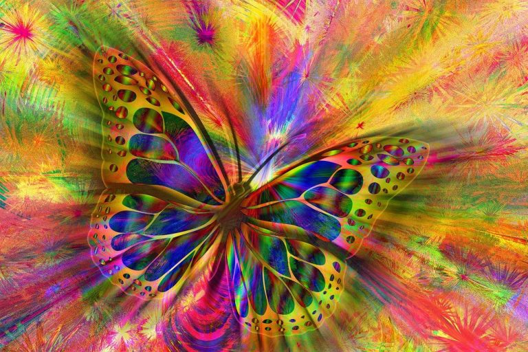 Butterfly Beauty