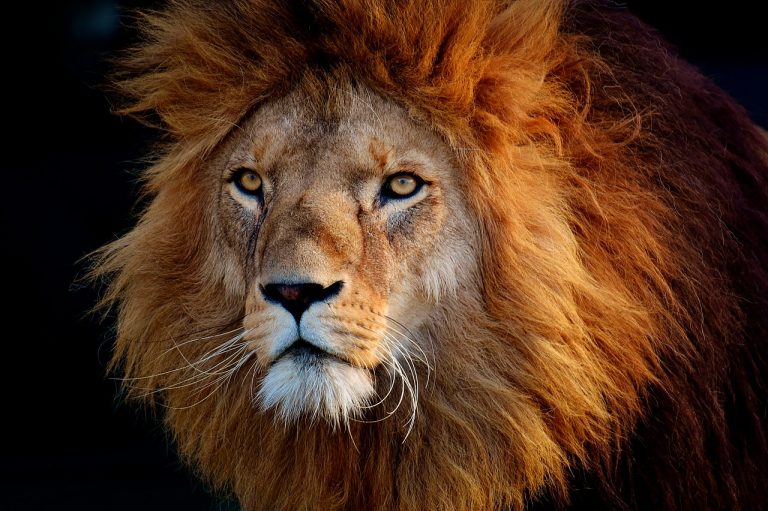 “Marketing Like A Lion” by Doug Hay